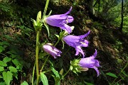 78 Campanula selvatica (Campanula trachelium)